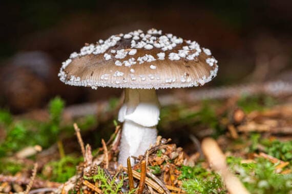 amanita spissa