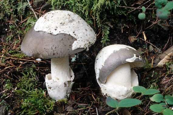 amanitas venenosas