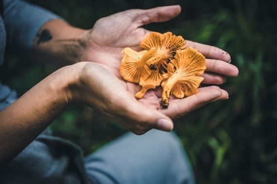 Où trouver des champignons hallucinogènes