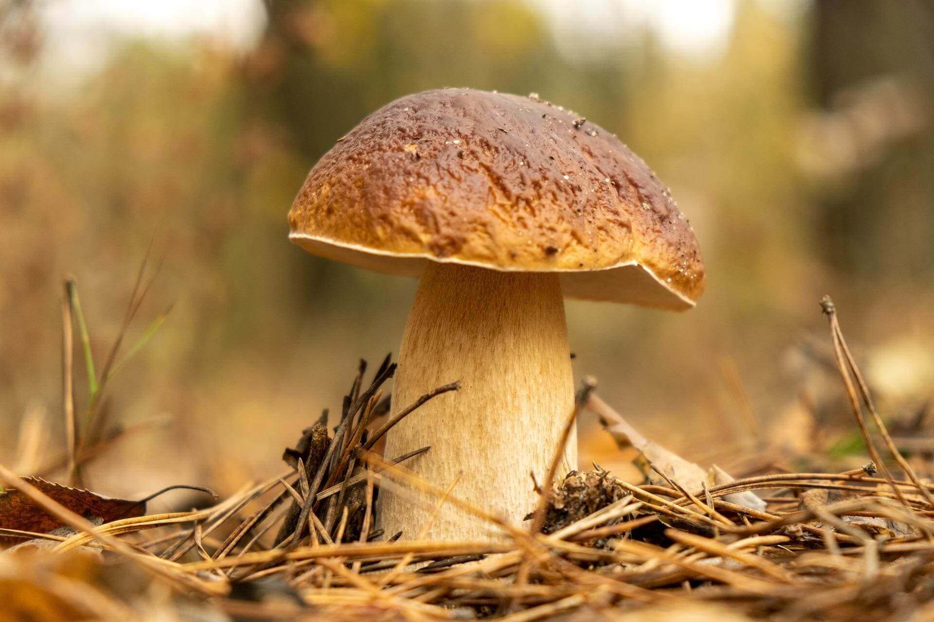 BOLETUS EDULIS