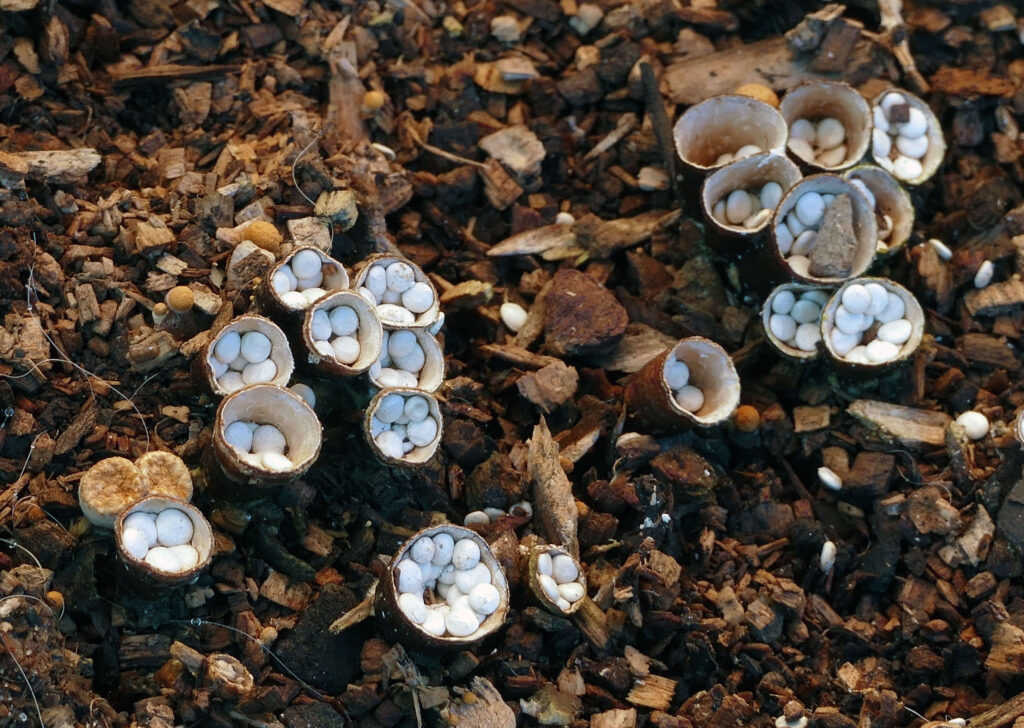 tipos de hongos raros: nidulariaceae