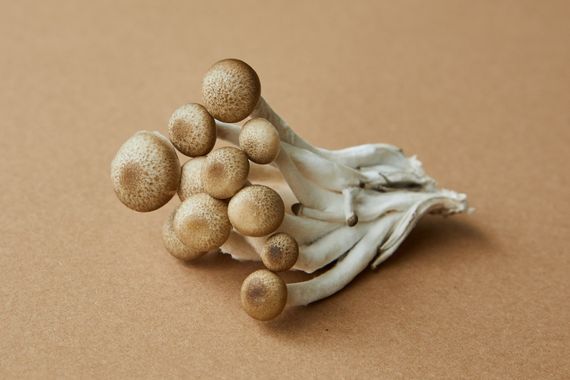 champignons hallucinogènes sur le sexe