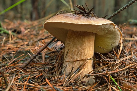 Boletus de pino