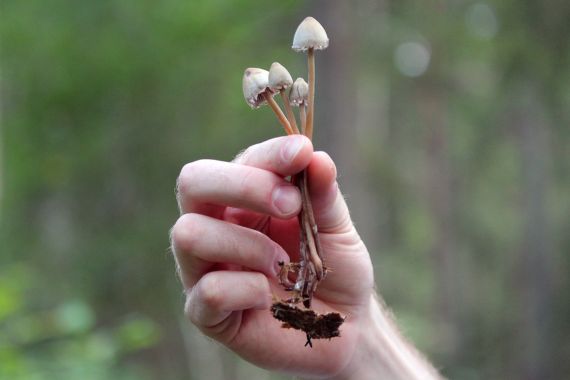 Panaeolus Cyanescens características