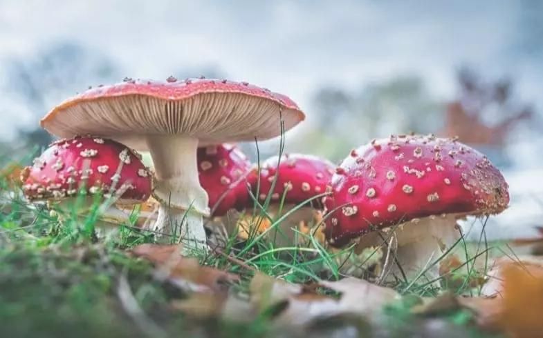 Les champignons aphrodisiaques sont-ils hallucinogènes