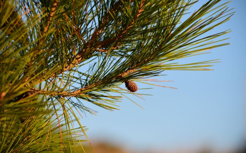 Pinus halepensis