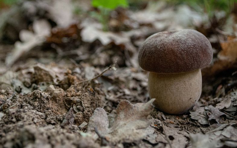 Boletus aereus portada