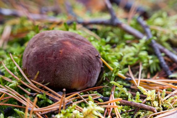 Boletus aereus