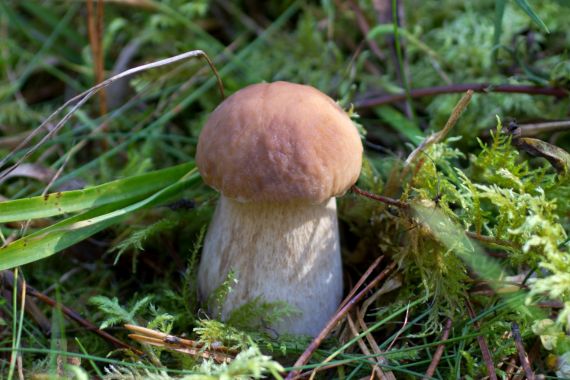 Boletus edulis diferencias