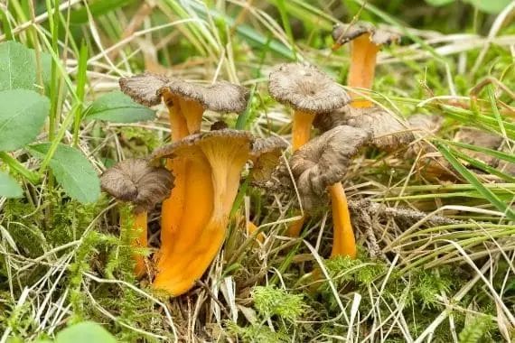 Chanterelle jaune (cantharellus lutescens)