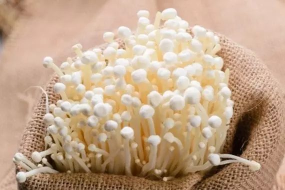 Enoki (Flammulina velutipes)