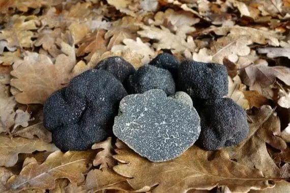 Truffe noire truffe du Périgord (tuber melanosporum)