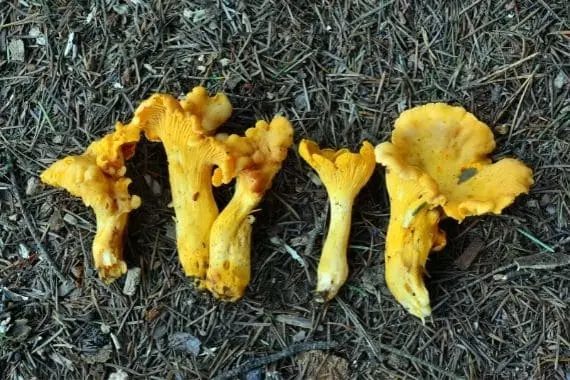 Girolle (cantharellus cibarius)