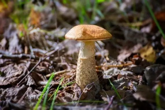 Boletus