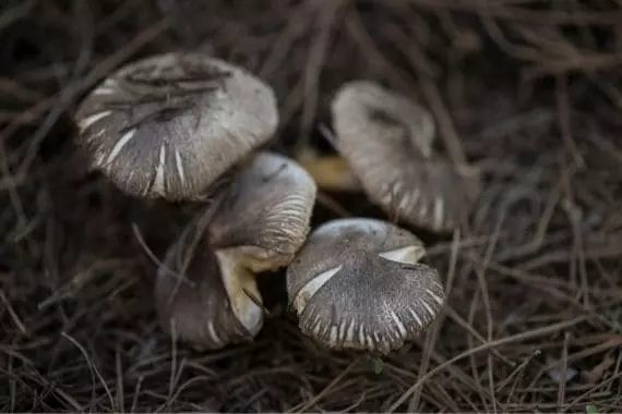 Tricholome couleur de terre (tricholoma terreum)